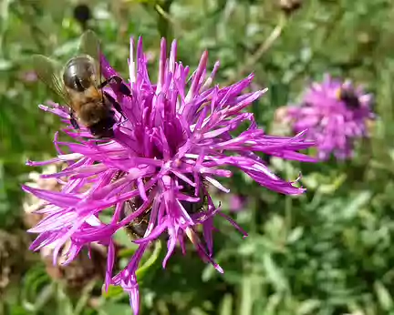 PXL021 Centaurée scaabieuse avec une abeille goulue